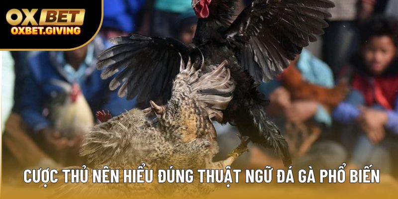 Cược thủ nên hiểu đúng thuật ngữ đá gà phổ biến Cược thủ nên hiểu đúng thuật ngữ đá gà phổ biến