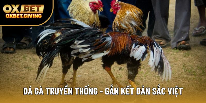 Đá gà truyền thống - gắn kết bản sắc Việt Đá gà truyền thống - gắn kết bản sắc Việt