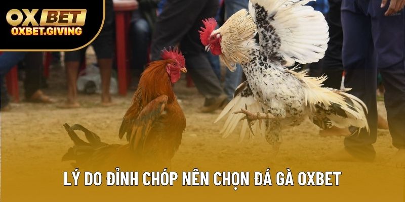 Lý do đỉnh chóp nên chọn đá gà OXBET Lý do đỉnh chóp nên chọn đá gà OXBET