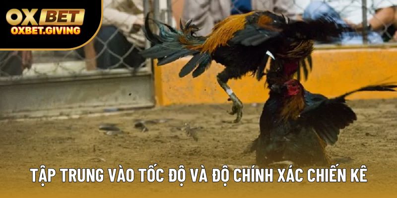 Tập trung vào tốc độ và độ chính xác chiến kê