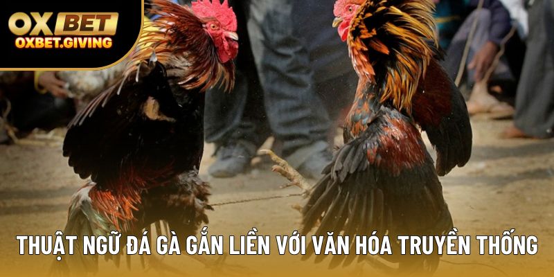 Thuật ngữ đá gà gắn liền với văn hóa truyền thống Thuật ngữ đá gà gắn liền với văn hóa truyền thống