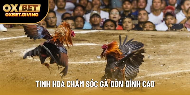 Tinh hoa chăm sóc gà đòn đỉnh cao Tinh hoa chăm sóc gà đòn đỉnh cao
